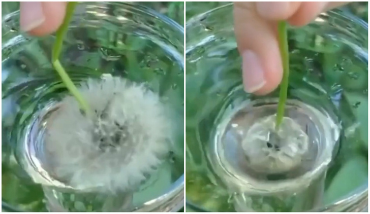 Веселый летний эксперимент: одуванчик отталкивает воду (видео)