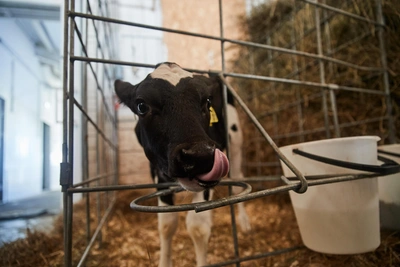 Власти Новосибирской области утвердили выплаты за изъятый скот