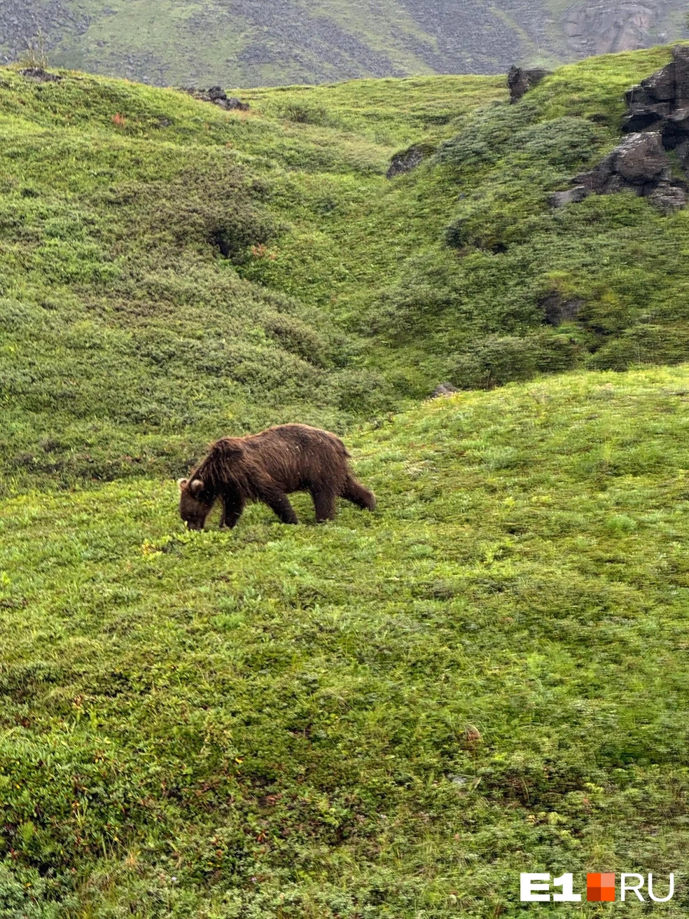 Путешественники встречали медведей трижды \| Источник: Павел Кошкин