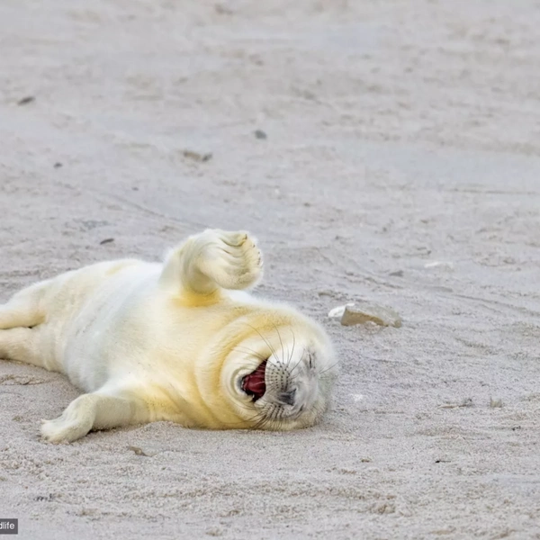 LOL 😂 | Источник: Ingo Hamann / Comedy Wildlife