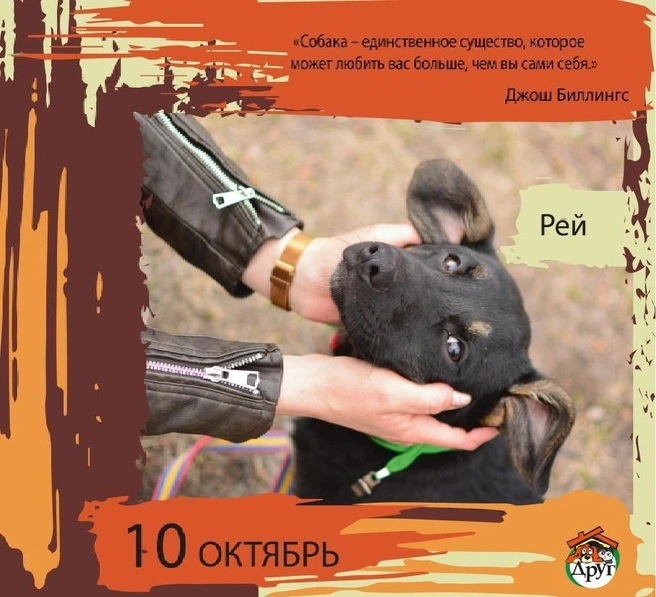 Этого песика забрали | Источник: приют «Друг»