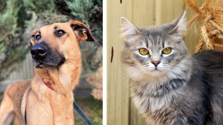 Котопёс недели: возьми из приюта пса Баскета или кошку Шакиру