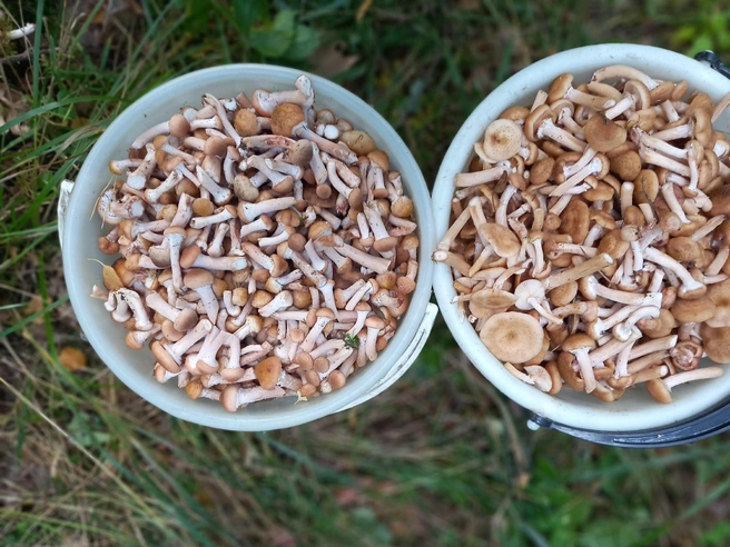 Опята в Подмосковье в этом году уродились на славу | Источник: Юрий Штынин / Грибы в Подмосковье 2025 / VK.com