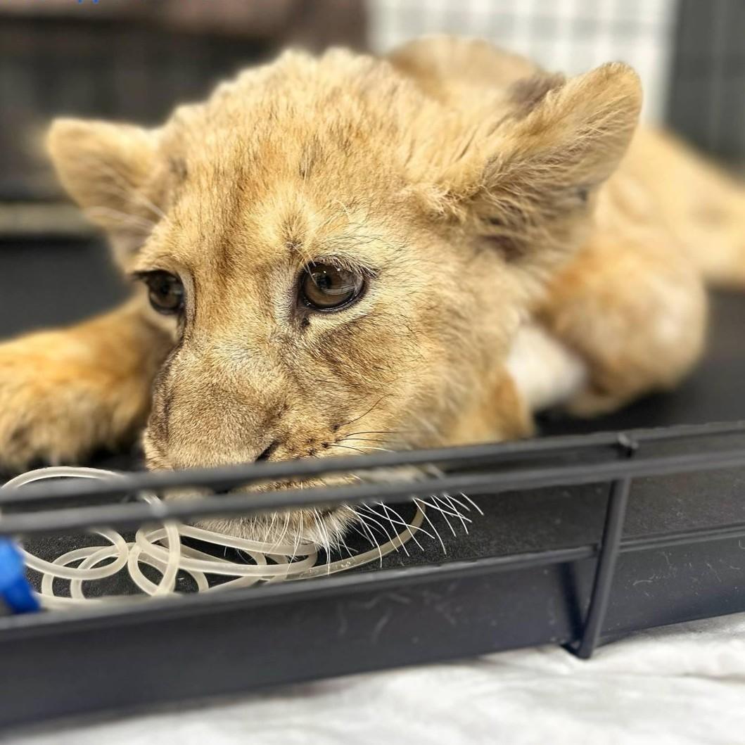 Сломаны три лапы, состояние критическое: искалеченного львенка изъяли у блогера-миллионера в Москва-Сити