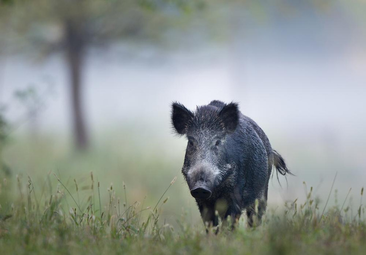 «Парадокс кабана»: откуда в Европе радиоактивные свиньи? Ученые нашли разгадку