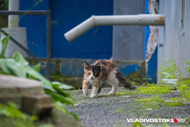 Источник: Елена Буйвол / VLADIVOSTOK1.RU