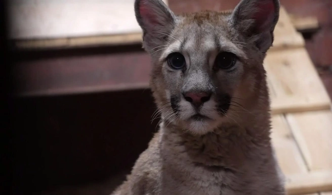 Из Москвы в вотчину Деда Мороза: как детеныш пумы путешествовал по стране | Источник: Светлана Акулова / ГАУ «Московский зоопарк»