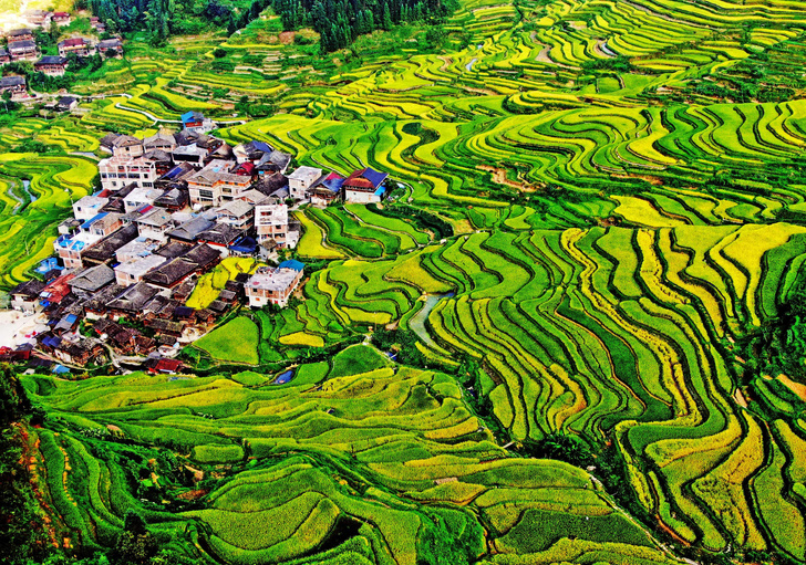 Китайские террасные поля переливаются всеми оттенками зеленого
