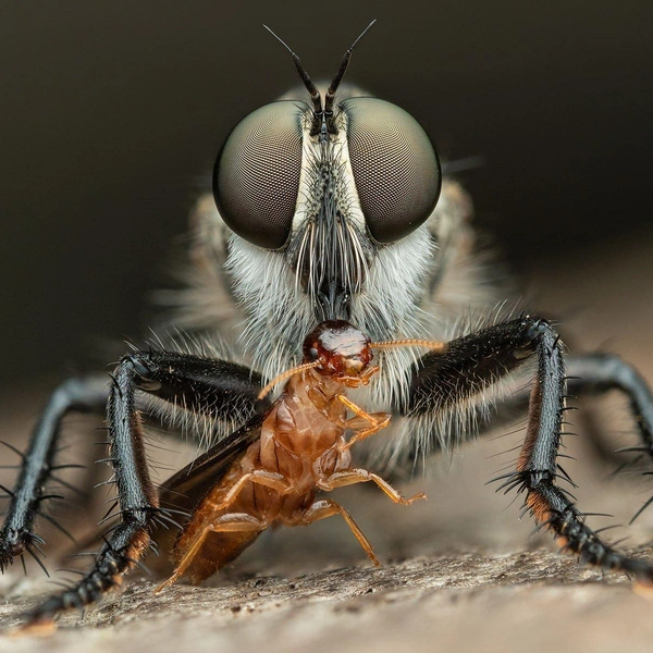 Финалист в номинации «Поведение насекомых» | Источник:  Jamie Spensley / Royal Entomological Society 2024 Photography Competition