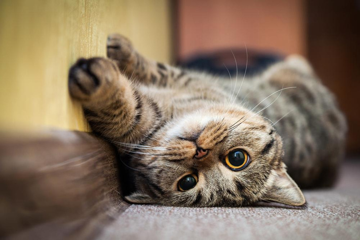 Отказ от еды, агрессия и ещё 4 признака того, что у вашей кошки сильный стресс