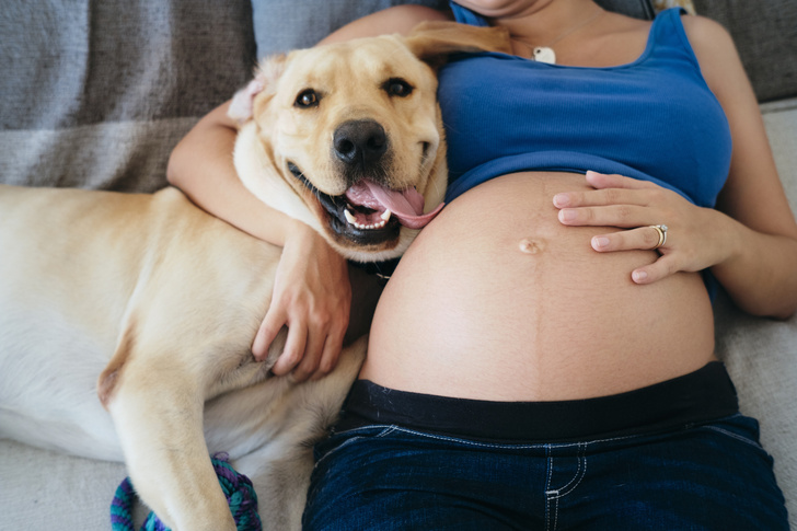 Ученые: собаки могут предсказать, когда родит хозяйка
