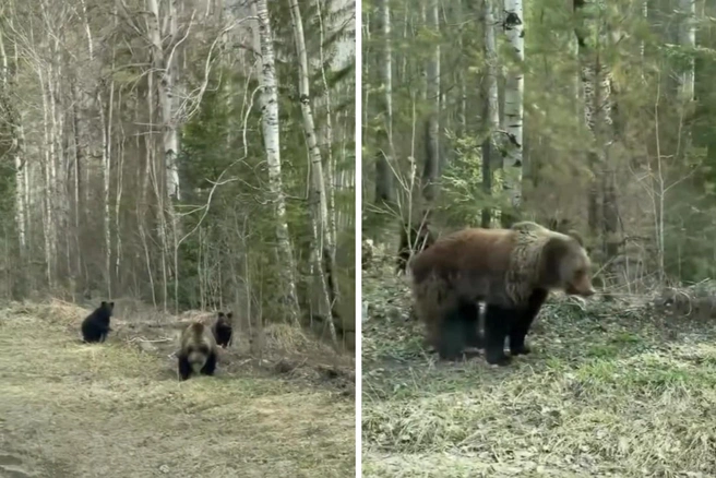 Семья медведей вышла к людям | Источник: zyryanova_helga / Instagram*(экстремистская организация, деятельность запрещена на территории РФ)