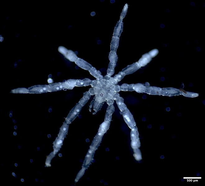 Представитель вида Tanystylum kiixin | Источник: Cormac Toler-Scott via science.ubc.ca
