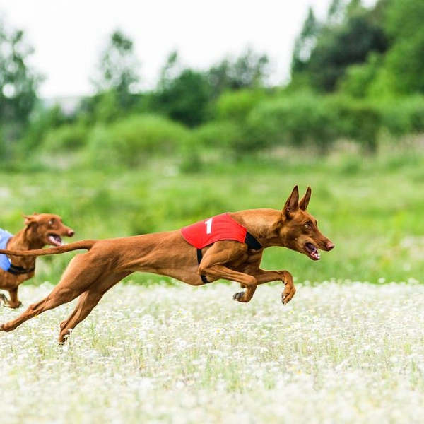 Источник: olgagorovenko/Shutterstock/Fotodom.ru