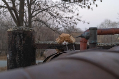 Rostov animal activist free as shelter death toll mounts