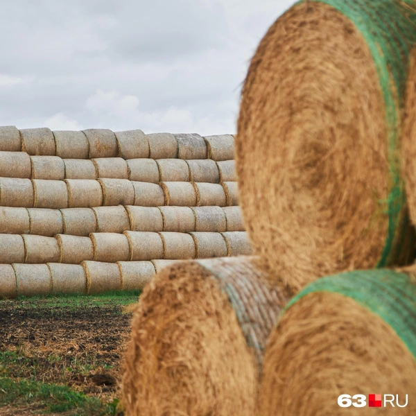 Источник: Роман Данилкин / 63.RU