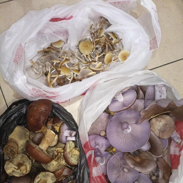 Источник: Леня Голубков / Грибы в Подмосковье 2025 / VK.com