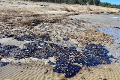 Километры побережья Кургальского заказника загрязнены нефтепродуктами