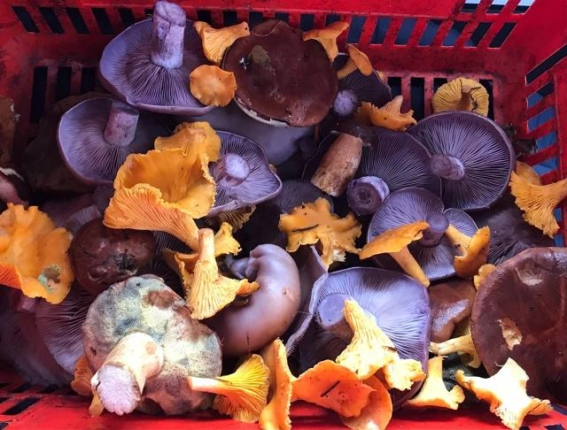 Не спешат уходить из лесов говорушки и рядовые | Источник: Андрей Горчаков / Грибы в Подмосковье 2025 / VK.com