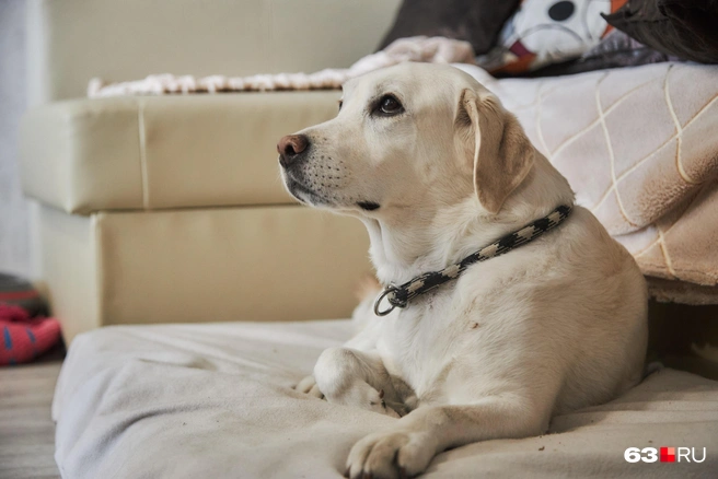 Щенок год живет в волонтерской семье. Заниматься с ним общей дрессурой приезжает тренер. Специалист наблюдает за реакцией собаки на других животных, общественный транспорт, резкие городские звуки, отслеживает, есть ли агрессия | Источник: Роман Данилкин / 63.RU