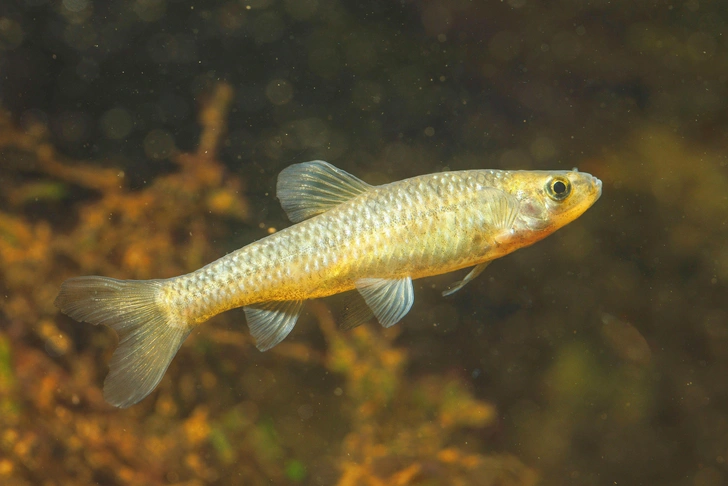 Корейская востробрюшка и амурский чебачок: в Волге обнаружили два чужеродных агрессивных вида рыб