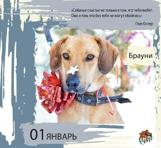 Серьезная мордочка | Источник: приют «Друг»