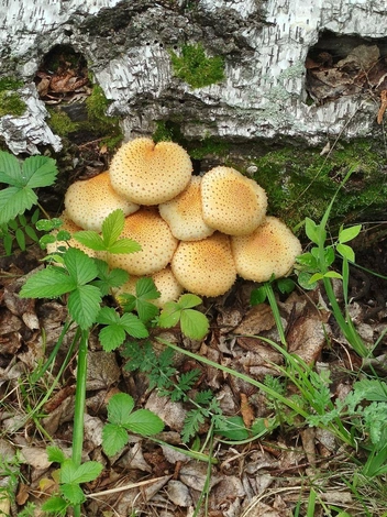 Эта необычная семейка называется чешуйчатка обыкновенная, считается условно съедобной, то есть в случае необходимости можно отварить и съесть, но лучше не стоит: эти грибы горькие и могут вызывать расстройство кишечника | Источник: читатель «Чита.Ру»