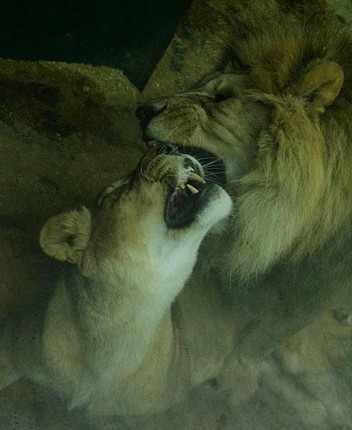 Эта пара до сих пор вместе | Источник: «Иркутский зоопарк» / Telegram