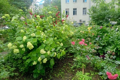 Как спасти сад во дворе: инструкция для жителей