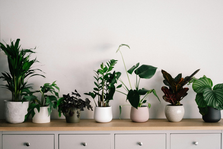 Как выбрать растения для интерьера: советы дизайнеров
