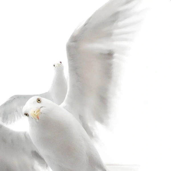 Источник: Wildlife Photographer of the Year