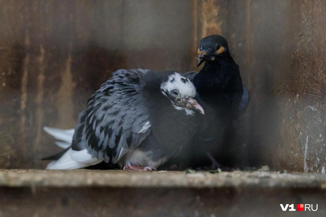 Почему никто не видел птенцов голубей и как они выглядят | Публикации | Вокруг Света