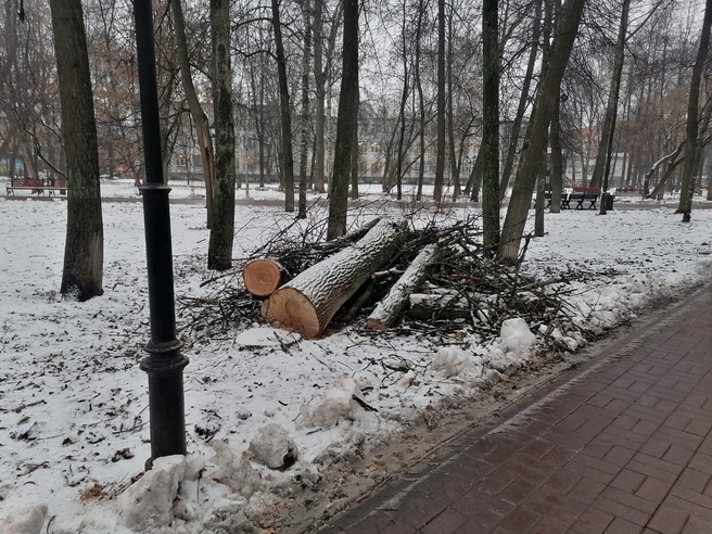 Горожане полагают, что среди уничтоженных находились вполне здоровые деревья | Источник: читатель 76.RU