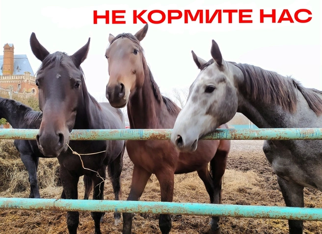 На Старожиловском конезаводе туристы покормили лошадь и убили ее | ya62.ru
