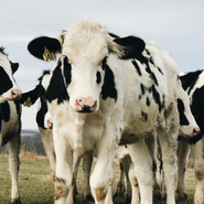Мини-тест: Решите ли вы каверзную задачу про корову, которая ставит в тупик всех взрослых?