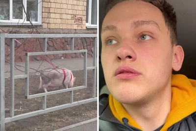 Кабан на поводке: красноярцы стали свидетелями необычной прогулки