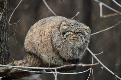 Зажировка вошла в словарь: что означает и связь с манулами
