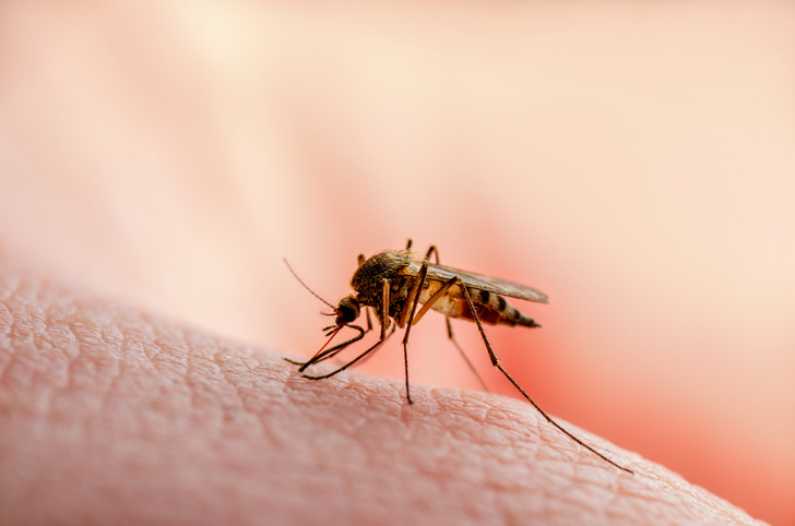 Возможно ли умереть от укуса комара в лоб?