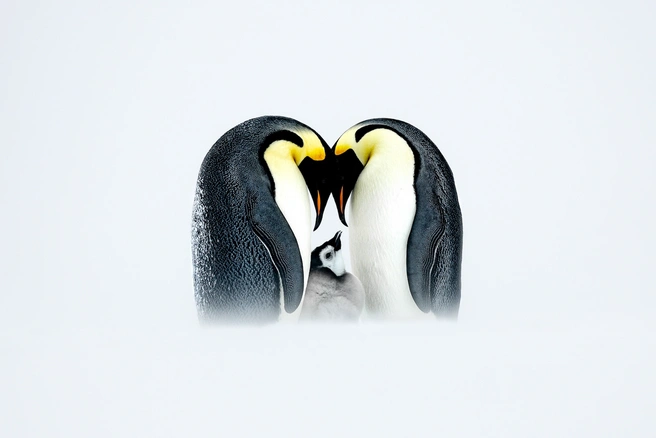 Источник: Thomas Vijayan / Nature’s Best Photography Awards 2025