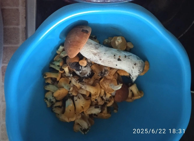 Тюменка пошла в лес за земляникой. И собрала вот такой улов  | Источник: Мария Неткова / Vk.com