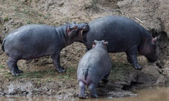 Самые смешные фото животных за ноябрь 2025 года