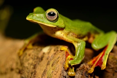 Which Frogs Can Fly?