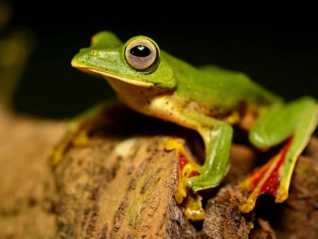 Какие лягушки умеют летать? | Источник: agefotostock via Legion Media
