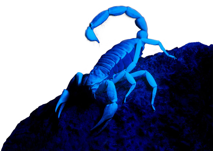 Оргии полипов и светящиеся скорпионы: как лунные циклы влияют на поведение людей и животных