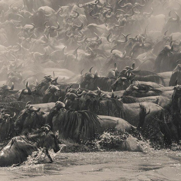 Победитель в номинации Southeast Asia Open Photographer of the Year. На фото запечатлена миграция антилоп гну в Кении | Источник: William Chua / Epson International Pano Awards 2025