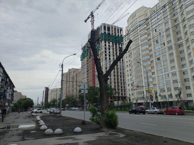 Некоторые деревья обрезали, оставив обрубки | Источник: читатель НГС