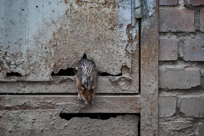 Студенты Приморского политеха жалуются на крыс и тараканов