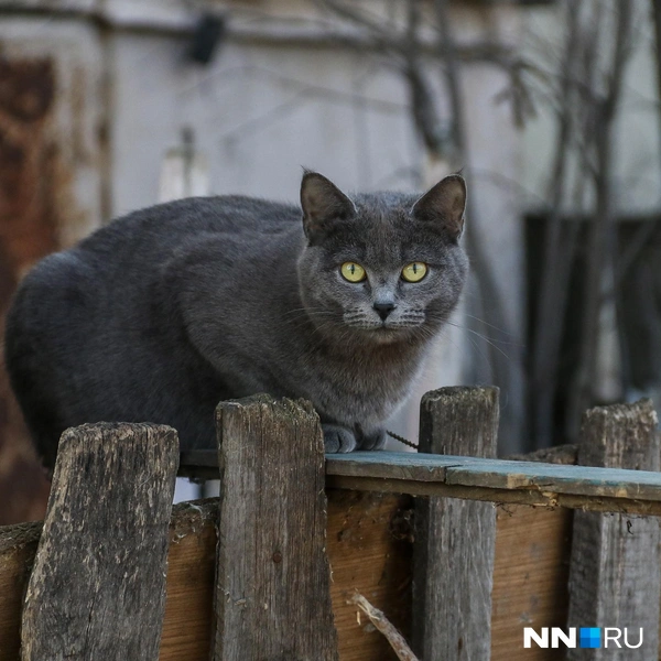Здесь не прошмыгнет ни одна мышь | Источник: Наталья Бурухина / NN.RU