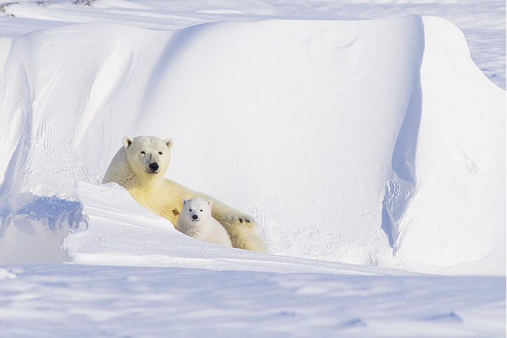 Что тебе снится: как белые медведи переживают зиму и выводят потомство в тишине снежных берлог