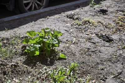 Какие территории благоустроят в Барнауле в 2026 году